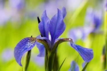 iris