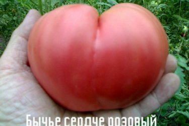 томат Бычье сердце
