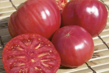 Лучшие гибридные сорта - томат Торбей F1