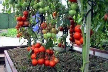 как правильно ухаживать за помидорами