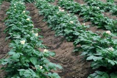  Каким бывает приспособление для посадки картофеля