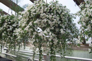 Выращивание бакопы – букет невесты на подоконнике 