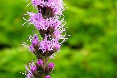 liatris