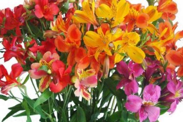 Альстромерия - значение цветка в букете