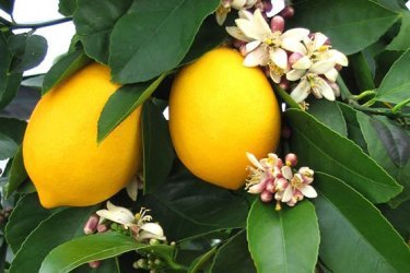 лимоны, выращивание в комнатных условиях