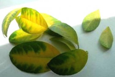 желтеют листья у лимона