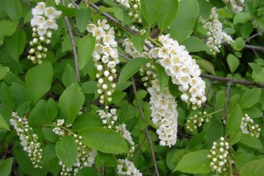 цветение черемухи виргинской
