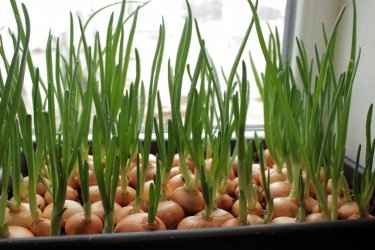 выращивание лука на зелень в домашних условиях