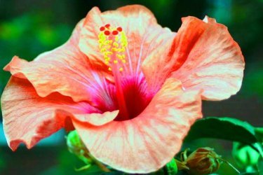 Цветок Каркаде, описание и фото