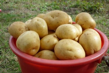 Сорт картофеля Гала