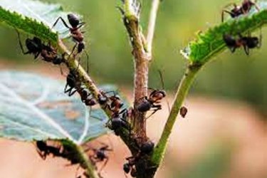 народные средства от муравьев в саду и на огороде