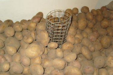 условия хранения картофеля