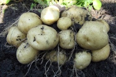 tip ploda kartofelya
