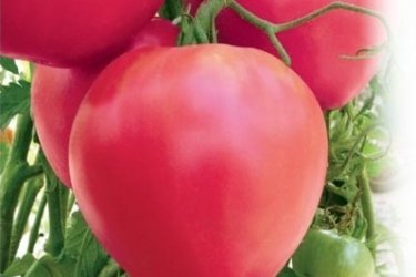 Сорта томатов для Сибири 