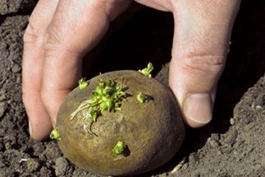 технология посадки картофеля