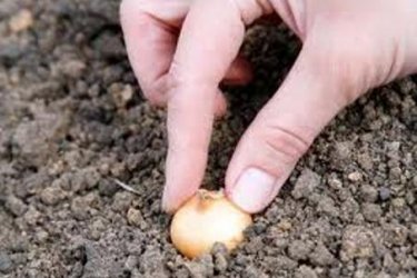 как посадить лук севок