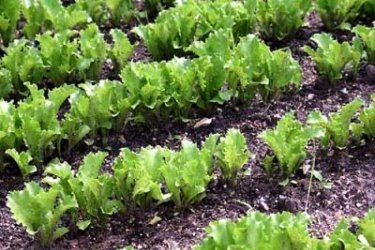 полезные свойства листьев салата 