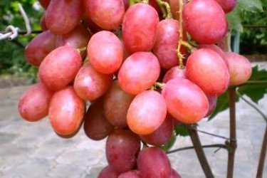 виноград Анюта