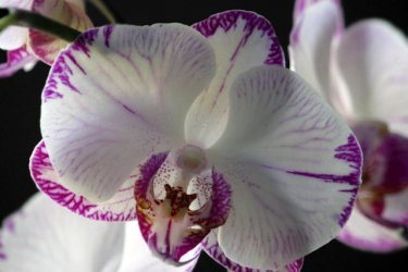 Цветы орхидеи во время цветения