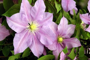 Clematis