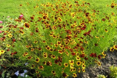 Кореопсис цветы