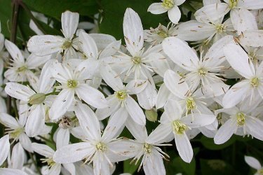 Clematis