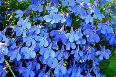 Lobelia