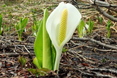 Lysichiton