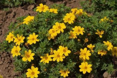 Bidens