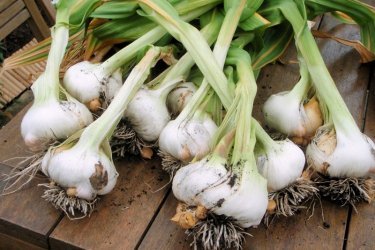 Garlic