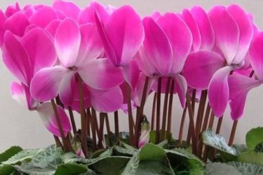 Cyclamen