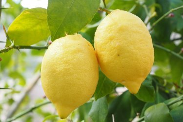 Здоровый лимон