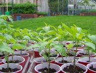 Рассада перца