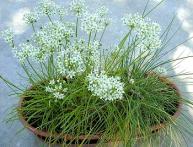 Лук душистый, он же и чесночный