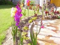 цветы гладиолуса