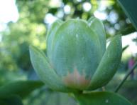 тюльпановое дерево на фото