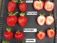 сорта земляники