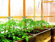 томаты в теплице