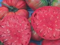 розовый гигант