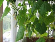 огурцы на подоконнике