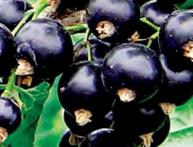 чёрная смородина