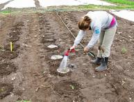 Как правильно высаживать помидоры?