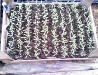 помидоры на рассаду