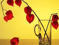 физалис декоративный