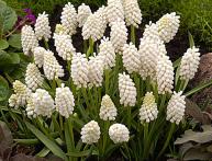 посадка и уход за мускари