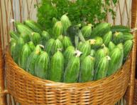 огурец Емеля F1 отзывы