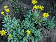 седум отогнутый