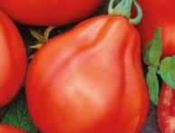 томат японский трюфель отзывы