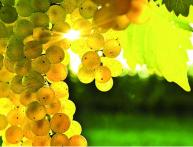 виноград валек