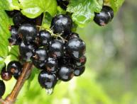 смородина черный бумер